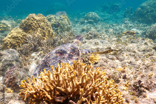 素晴らしいサンゴ礁をゆったり泳ぐ大きく美しいアオウミガメ（ウミガメ科）沖縄県島尻郡座間味村阿嘉島の阿嘉ビーチにて。 2021年4月28日水中撮影。A large and beautiful Green Turtle, Green Sea Turtle (Chelonia mydas) swimming leisurely on the surface of a wonderful cora