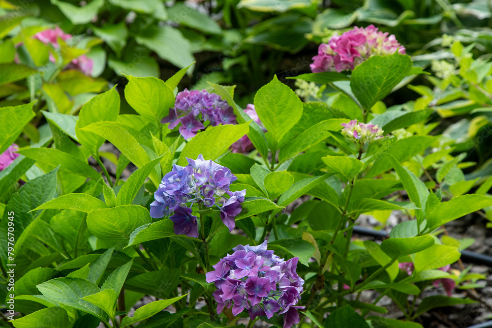 Pink hydrangea flowers in the garden. Bud close up. Grow a summer flower hortensia. Flora petals green leaves background. Pink hydrangea flowers in the garden. Bud close up. Grow a summer flower hortensia. Flora petals green leaves background.