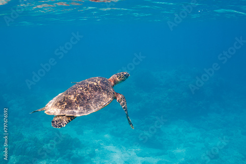 素晴らしいサンゴ礁の水面を息継ぎをするためにゆったり泳ぐ大きく美しいタイマイ（絶滅危惧種）（ウミガメ科）  沖縄県島尻郡座間味村阿嘉島の阿嘉ビーチにて。 2021年4月28日水中撮影。  圧倒的に大規模な素晴らしく美しいサンゴ礁。  A large and beautiful Hawksbill turtle (Eretmochelys imbricata) (endangered species © d3_plus