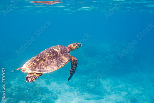 素晴らしいサンゴ礁の水面を息継ぎをするためにゆったり泳ぐ大きく美しいタイマイ（絶滅危惧種）（ウミガメ科）沖縄県島尻郡座間味村阿嘉島の阿嘉ビーチにて。 2021年4月28日水中撮影。圧倒的に大規模な素晴らしく美しいサンゴ礁。A large and beautiful Hawksbill turtle (Eretmochelys imbricata) (endangered species