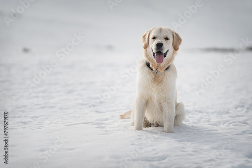 A majestic golden retriever sitting