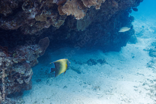 素晴らしいサンゴ礁の美しく大きなサザナミヤッコ（キンチャクダイ科）他。
圧倒的に大規模な素晴らしく美しいサンゴ礁。

沖縄県島尻郡座間味村阿嘉島の阿嘉ビーチにて。
2021年4月28日水中撮影。
Beautiful and large Zebra angelfish (Pomacanthus semicirculatus) and others on a wonderful coral reef. photo