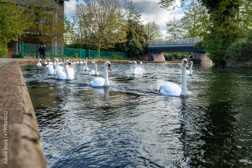 A Group of Mute Swans swimming on the Kennet and Avon Canal in Newbury Berkshire photo
