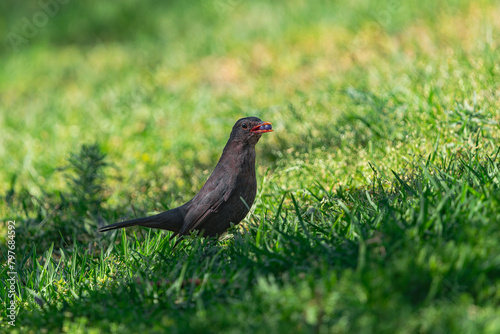 male common blackbird, (Turdus merula cabrerae), on the grass with food in its beak, in Tenerife, Canary islands