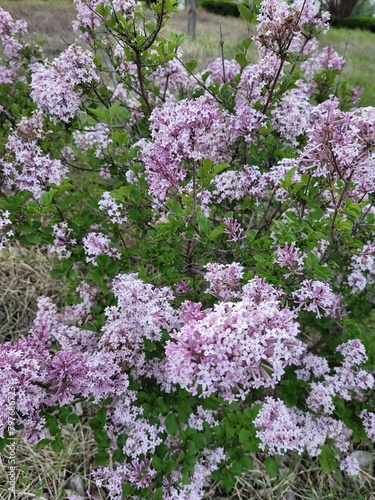 pink blossom