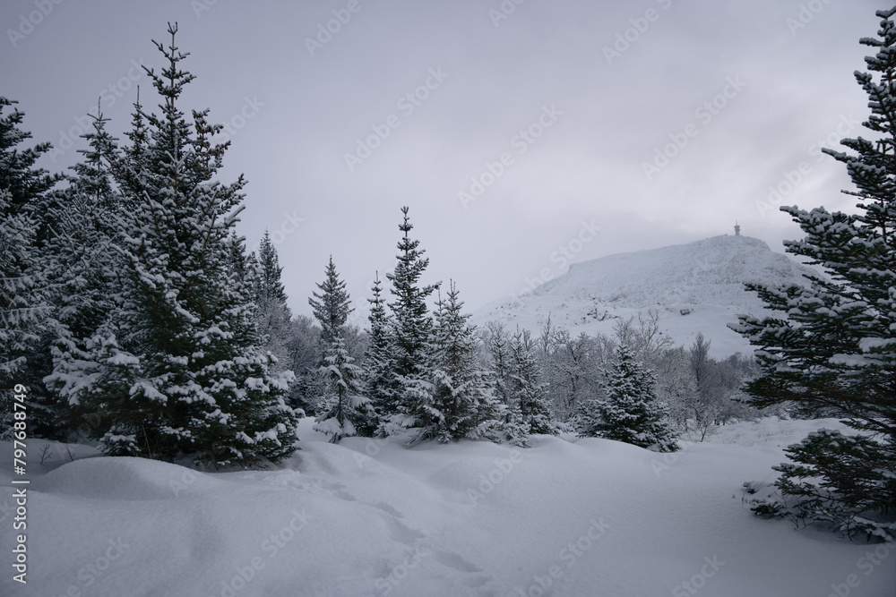 Winter beauty with trees covered in snow