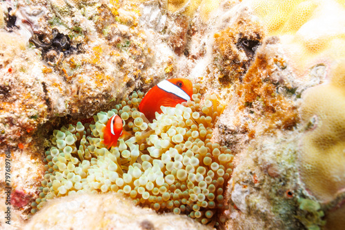素晴らしいサンゴ礁の美しいイソギンチャクと可愛いハマクマノミ（クマノミ亜科）の一家。 圧倒的に大規模な素晴らしく美しいサンゴ礁。沖縄県島尻郡座間味村阿嘉島の阿嘉ビーチにて。 2021年4月28日水中撮影。 Lovely family of Tomato clownfish (Amphiprion frenatus) and beautiful Sea anemone and others in