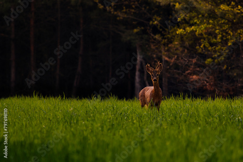 Rehbock (Capreolus capreolus) .