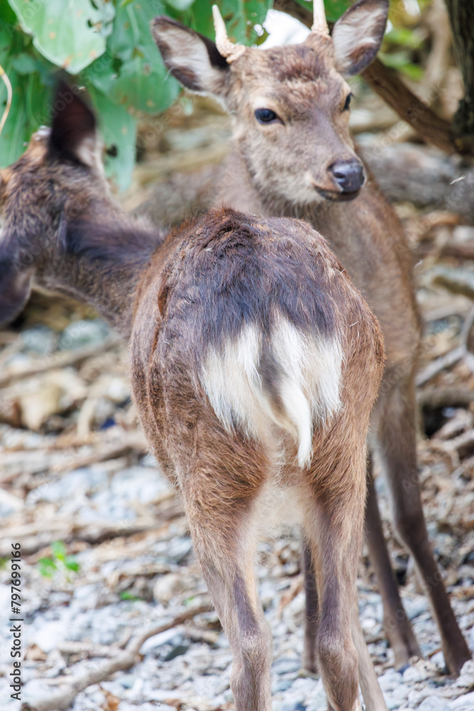 天然記念物のケラマジカ(アカシカ)。
希少な野生動物ですが、日中から町中に普通に現れます。
写真は集落前の前浜(メーヌハマ)ビーチにて。
日本国沖縄県島尻郡慶良間諸島の阿嘉島にて。
2021年4月28日撮影。
The kerama deer (Aka deer) is a natural treasure.
Although a rare wild animal, they commonly ap 天然記念物のケラマジカ(アカシカ)。
希少な野生動物ですが、日中から町中に普通に現れます。
写真は集落前の前浜(メーヌハマ)ビーチにて。
日本国沖縄県島尻郡慶良間諸島の阿嘉島にて。
2021年4月28日撮影。
The kerama deer (Aka deer) is a natural treasure.
Although a rare wild animal, they commonly ap