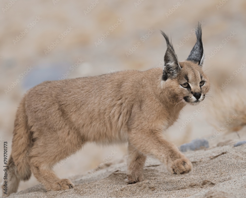 Caracal Cat Cost African Caracal Cat Full Body Taxidermy Mount