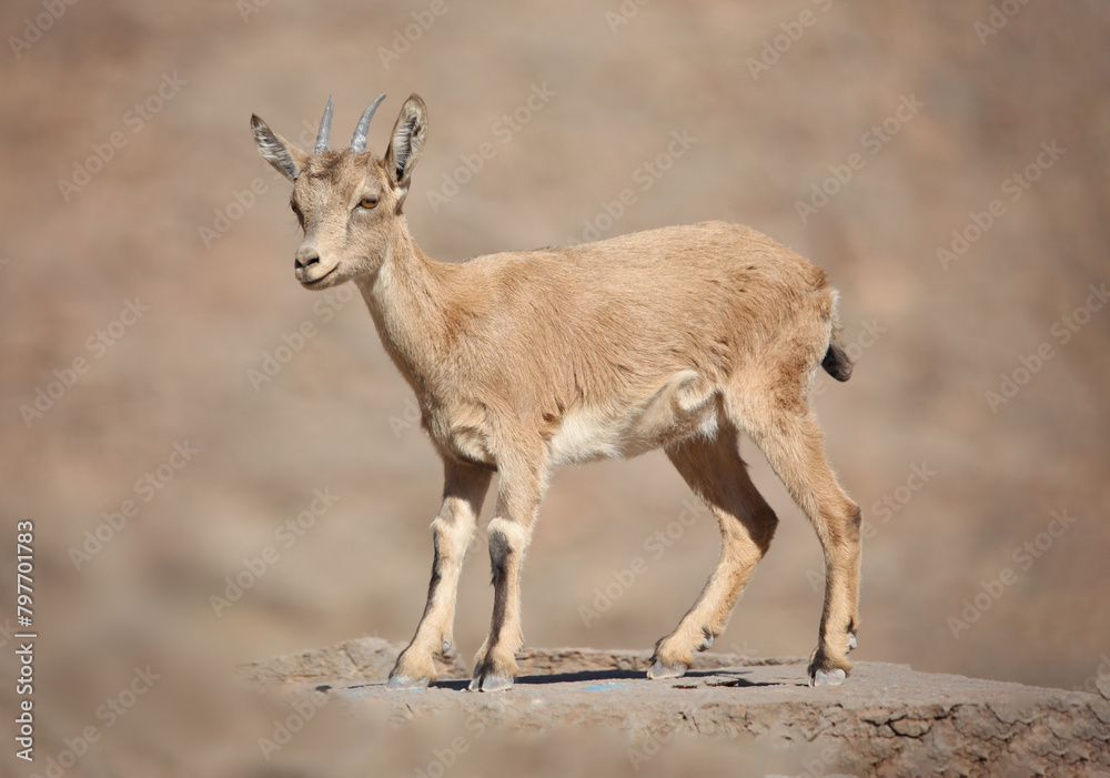 Baby gazelle perched on a rocky hillside