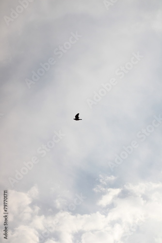 Bird soaring through the sky