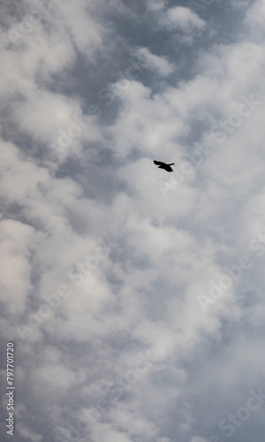 Flying black bird above a cloudy sky
