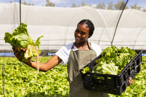 African American young female farmer holding lettuce, standing in greenhouse at a hydroponic farm photo
