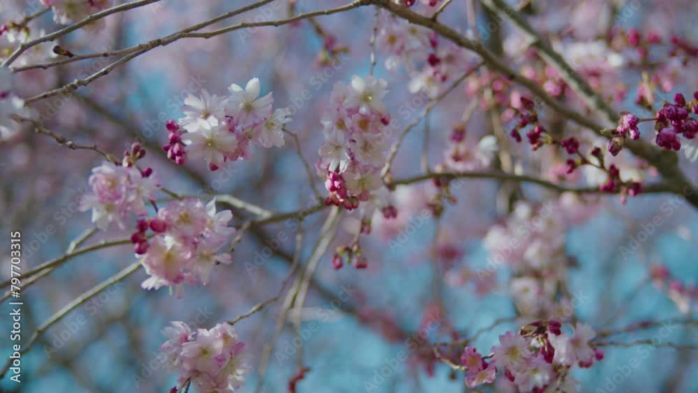 Flowers of cherry blossom tree freshly sprouting, with new buds forming on branch Flowers of cherry blossom tree freshly sprouting, with new buds forming on branch