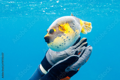 素晴らしいサンゴ礁の犬のように可愛いコクテンフグ（フグ科）。
怒って膨らんでいる。
圧倒的に大規模な素晴らしく美しいサンゴ礁。

沖縄県島尻郡座間味村阿嘉島の阿嘉ビーチにて。
2021年4月29日水中撮影。
A Blackspotted puffer (Arothron nigropunctatus), lovely as a dog on a wonderful coral reef.
Angr photo