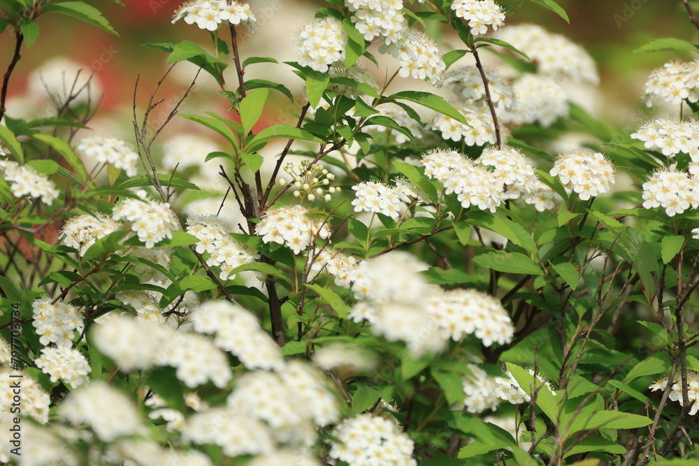 絵画 Reeves spirea 絵画 Reeves spirea Reeves Spirea ( Image