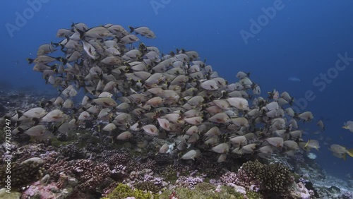 Big school of paddletail snapper in clear water on a tropical coral reef, Tuamotu archipelago, french polynesia, south pacific photo