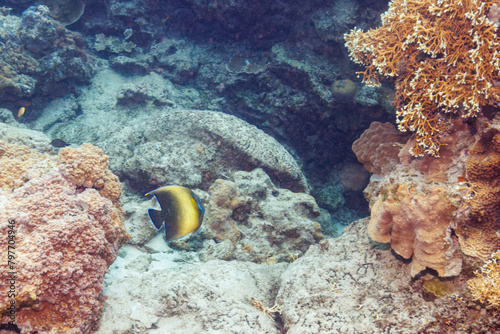 素晴らしいサンゴ礁の美しく大きなサザナミヤッコ（キンチャクダイ科）他。 圧倒的に大規模な素晴らしく美しいサンゴ礁。沖縄県島尻郡座間味村阿嘉島の阿嘉ビーチにて。 2021年4月29日水中撮影。 Beautiful and large Zebra angelfish (Pomacanthus semicirculatus) and others on a wonderful coral reef.