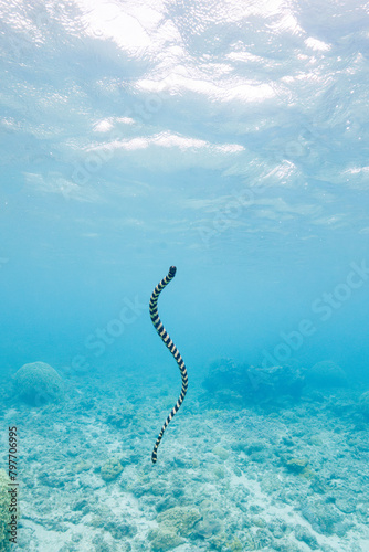 素晴らしいサンゴ礁で、息継ぎをするために水面へ泳ぐ美しいエラブウミヘビ（コブラ科）。 圧倒的に大規模な素晴らしく美しいサンゴ礁。沖縄県島尻郡座間味村阿嘉島の阿嘉ビーチにて。 2021年4月29日水中撮影。 A beautiful Chinese sea snake (Laticauda semifasciata) swims to the surface to catch its breath