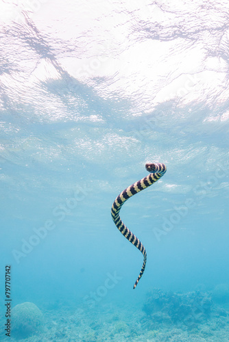 素晴らしいサンゴ礁で、息継ぎをするために水面へ泳ぐ美しいエラブウミヘビ（コブラ科）。
圧倒的に大規模な素晴らしく美しいサンゴ礁。

沖縄県島尻郡座間味村阿嘉島の阿嘉ビーチにて。
2021年4月29日水中撮影。
A beautiful Chinese sea snake (Laticauda semifasciata) swims to the surface to catch its breath
