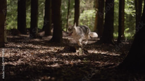 Wolfhound running trough the forest photo