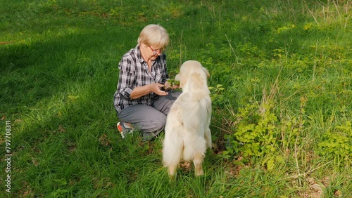 An elderly woman is picking flowers in the park, her dog is bothering her and wants to play. photo
