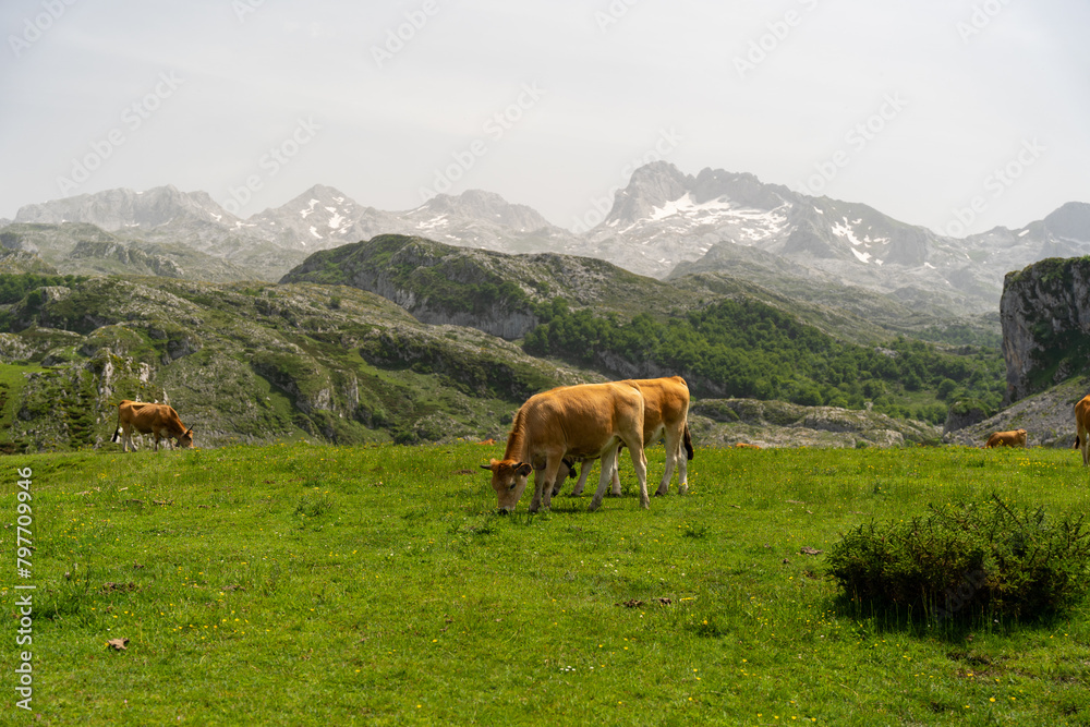 A herd of cows are grazing in a lush green field Enol lakes in covadonga asturias