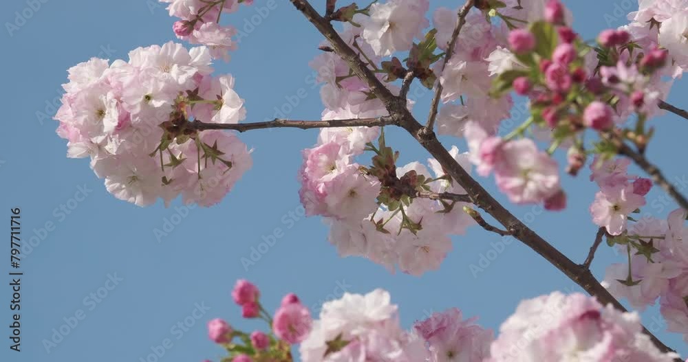 Delicate cherry blossoms burst into bloom against a clear blue sky, heralding the arrival of spring