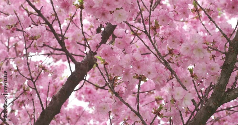 Delicate cherry blossoms in full bloom, a gentle sign of spring's arrival, captured in soft focus with subtle sunlight Delicate cherry blossoms in full bloom, a gentle sign of spring's arrival, captured in soft focus with subtle sunlight
