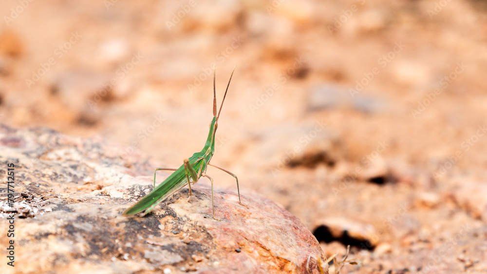 Close-up of Truxalis nasuta. (Proboscis Grasshopper) Close-up of Truxalis nasuta. (Proboscis Grasshopper)