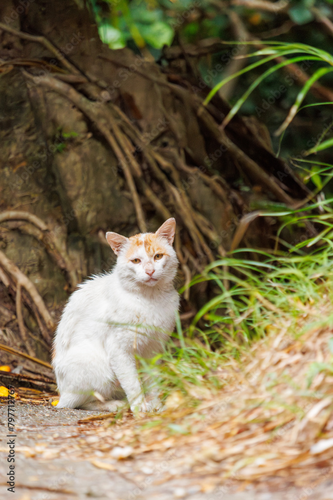 島の守り神の美しい猫たち。
日本国沖縄県島尻郡慶良間諸島の阿嘉島にて。
2021年4月29日撮影。
Beautiful cats, the guardians of the island.
