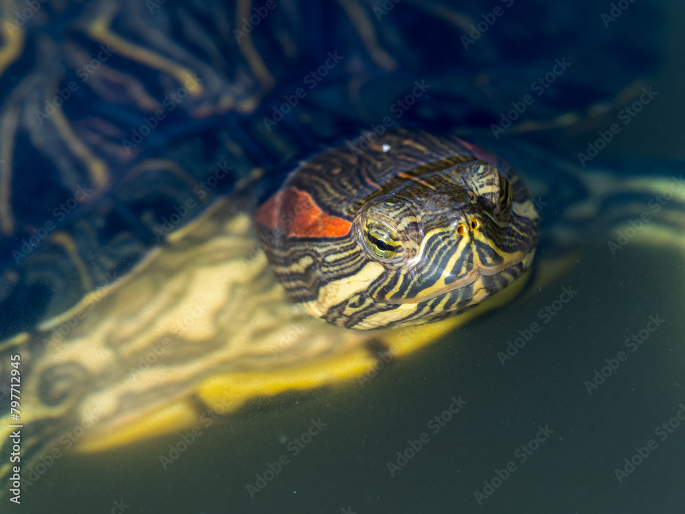 Fototapeta premium アカミミガメ・ミドリガメ
