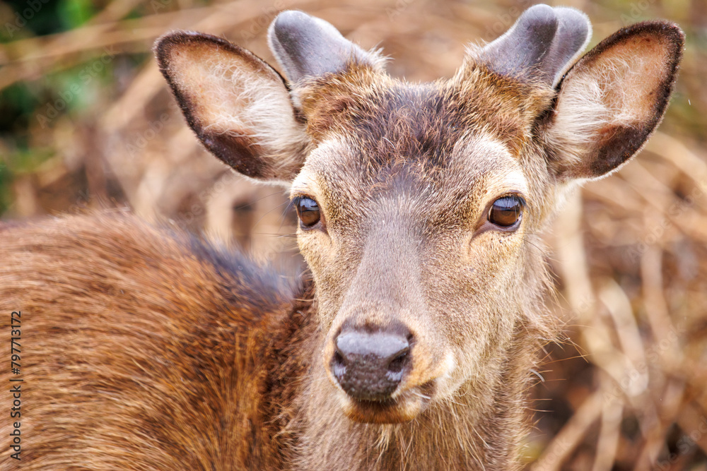 天然記念物のケラマジカ(アカシカ)。
希少な野生動物ですが、日中から町中に普通に現れます。
写真は集落前の前浜(メーヌハマ)ビーチにて。
日本国沖縄県島尻郡慶良間諸島の阿嘉島にて。
2021年4月29日撮影。
The kerama deer (Aka deer) is a natural treasure.
Although a rare wild animal, they commonly ap 天然記念物のケラマジカ(アカシカ)。
希少な野生動物ですが、日中から町中に普通に現れます。
写真は集落前の前浜(メーヌハマ)ビーチにて。
日本国沖縄県島尻郡慶良間諸島の阿嘉島にて。
2021年4月29日撮影。
The kerama deer (Aka deer) is a natural treasure.
Although a rare wild animal, they commonly ap