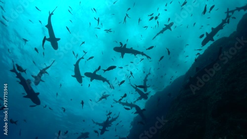 Swarm frenzy silhouette of reef sharks and fish swimming along coral reef dropoff photo