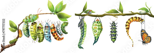 Lepidoptera metamorphosis. Caterpillar to butterfly development process cocoon transformation