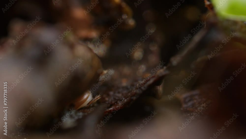 Pergamasus soil mite crawling around organic leaf litter on forest floor. Macro Pergamasus soil mite crawling around organic leaf litter on forest floor. Macro