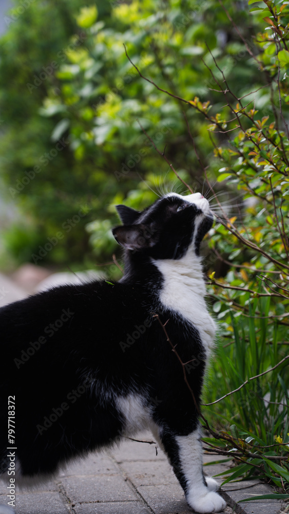 A black cat with a white neck reaches for a bush