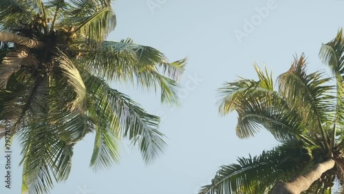 Two palm trees swaying in the wind from underneath