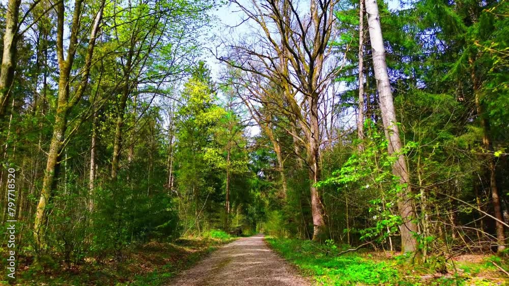 Lush Woodland Pathway in Early Spring Light Lush Woodland Pathway in Early Spring Light