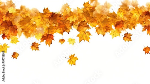 Cascade of golden maple leaves gently falling  bottom copyspace  white background