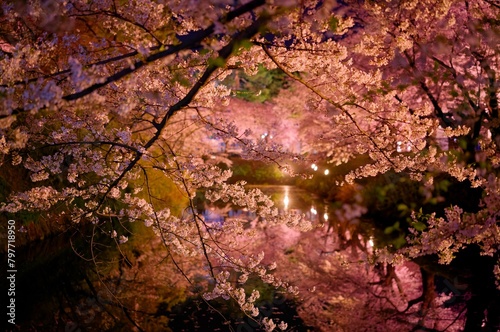 カラフルなライトに照らされる夜の弘前の桜