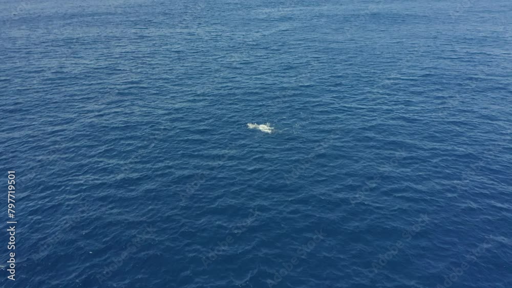 Aerial dolly to humpback whale dorsal fin hitting surface as it rolls and plays Aerial dolly to humpback whale dorsal fin hitting surface as it rolls and plays