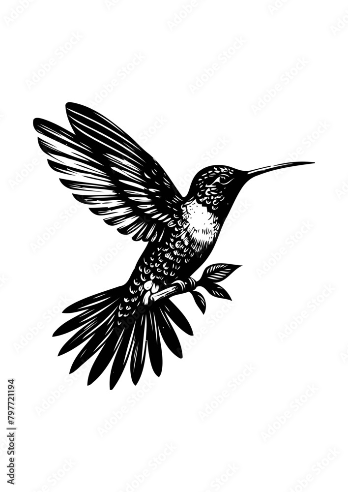 Obraz premium hummingbird vector