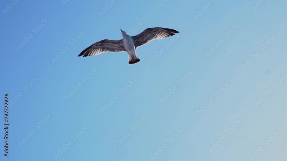 Closeup Of Seagull Soaring High In The Sky. - low angle shot Closeup Of Seagull Soaring High In The Sky. - low angle shot