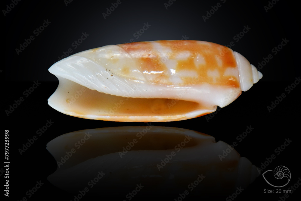 365 different seashell. macro image, for art, for sience. 365 different seashell. macro image, for art, for sience.