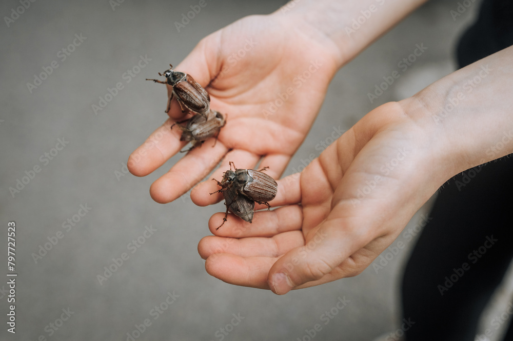 Many chafers, large insects, beetles on the hands, palms of a child close-up outdoors in nature. Animal photography.