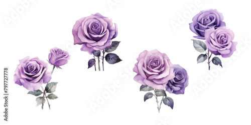 Set of beautiful purple roses watercolor isolated on white background. Vector illustration