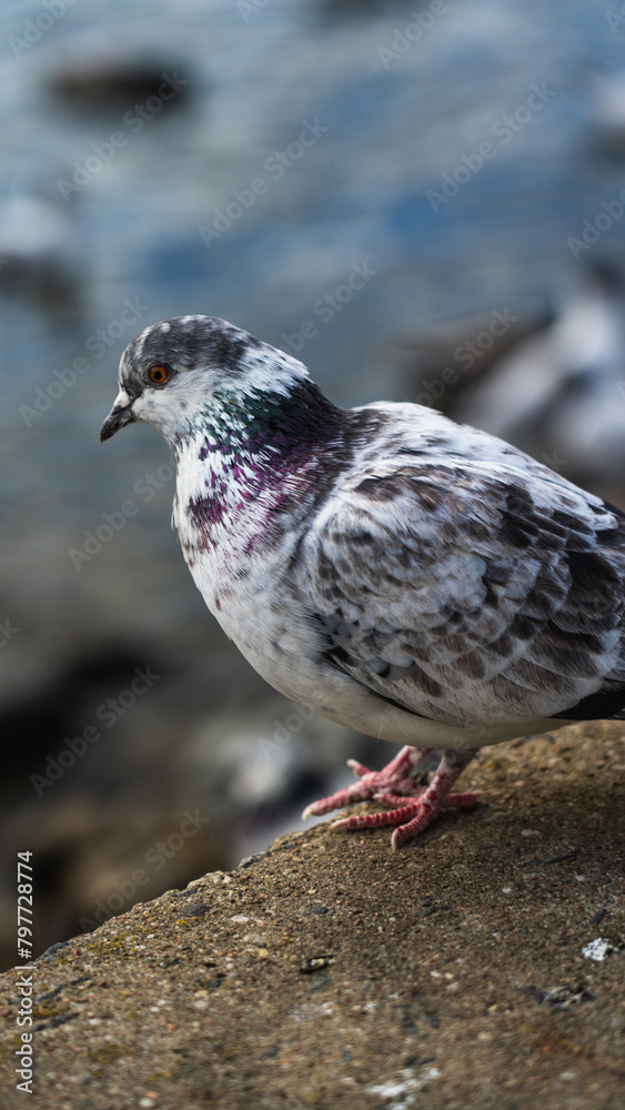 A white pigeon with purple feathers on its neck A white pigeon with purple feathers on its neck