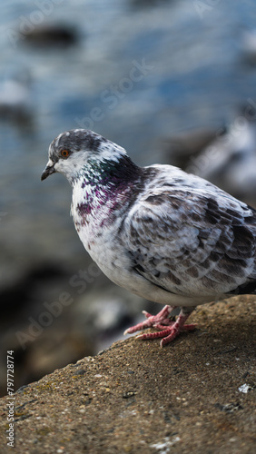 A white pigeon with purple feathers on its neck